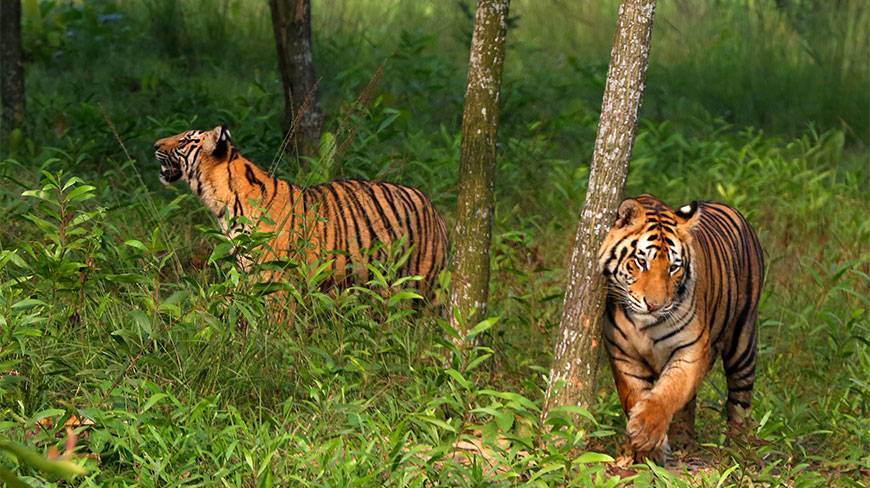 Bengal Tigers of Sundarbans Bangladesh
